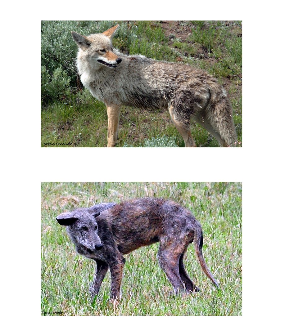 "Natural World" Through My Camera Eastern and Western Coyote